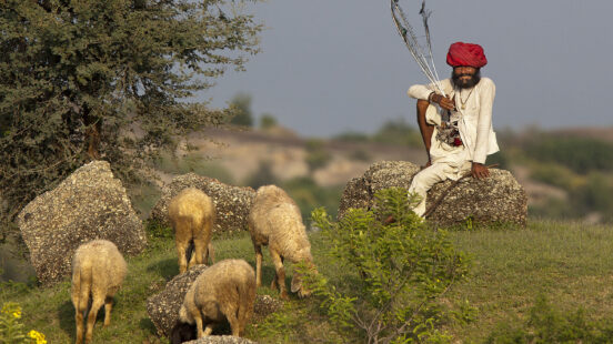 A man in a red turban sitting on a boulder near a small flock of grazing sheep.
