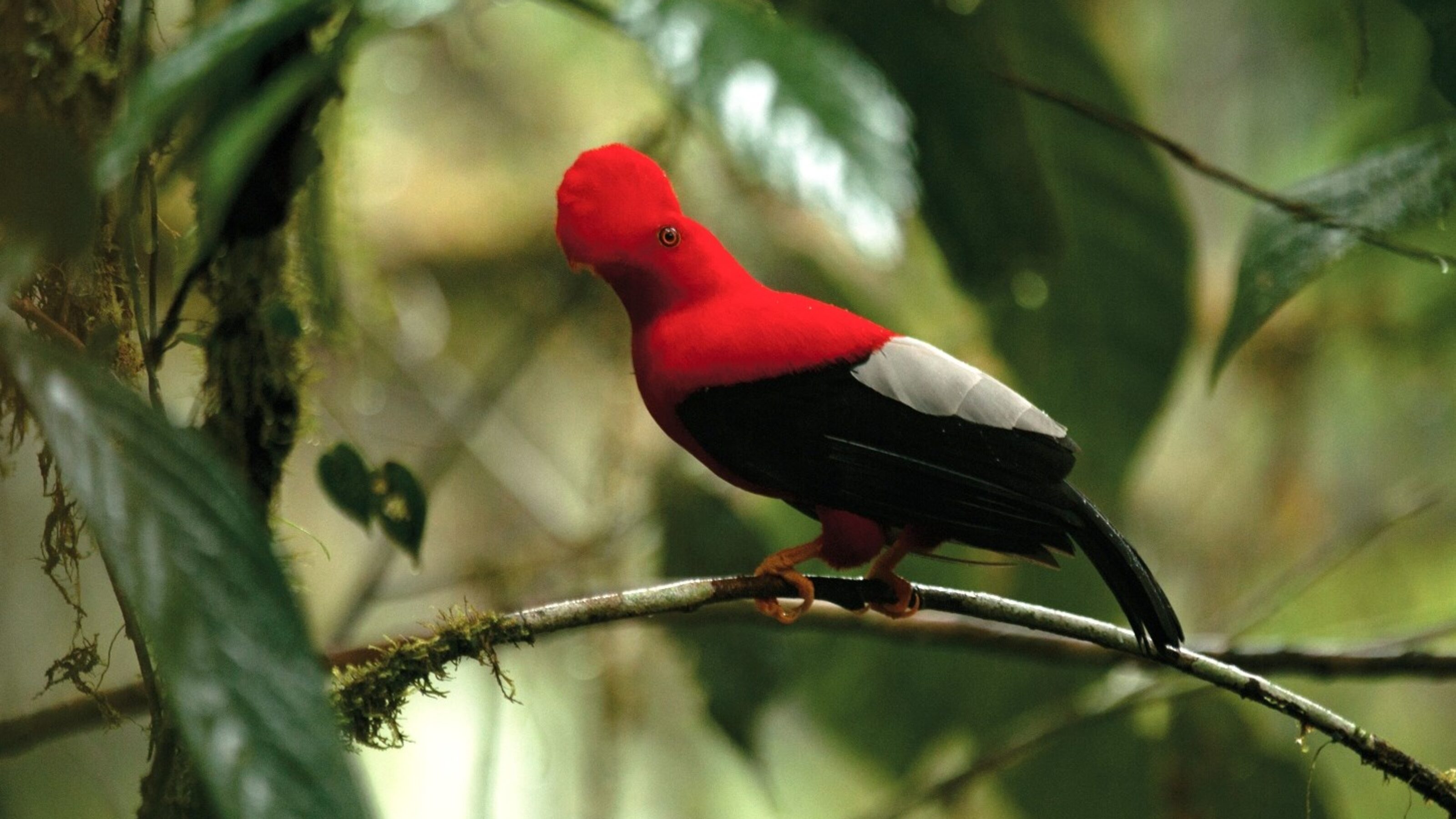 Ecuador Nature Explorer