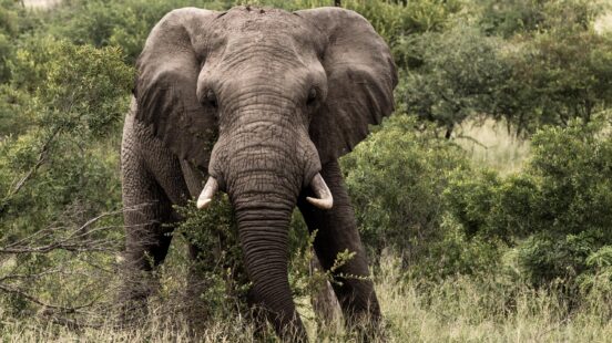 Bull Elephant, Sabi Sands, South Africa