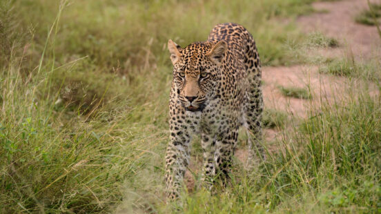 leopard-sabi-sands-south-africa