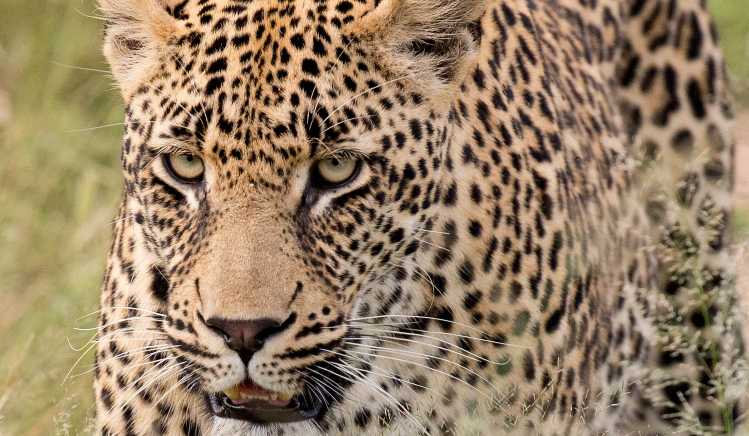 Close-up portrait of a leopard looking forward during luxury Sabi Sands tours.