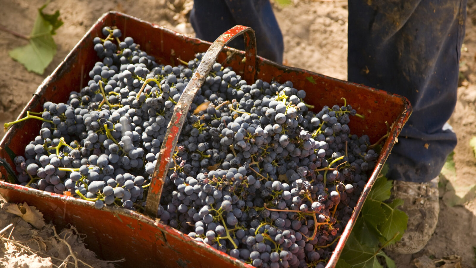 Basket of grapes in Mendoza, Argentina