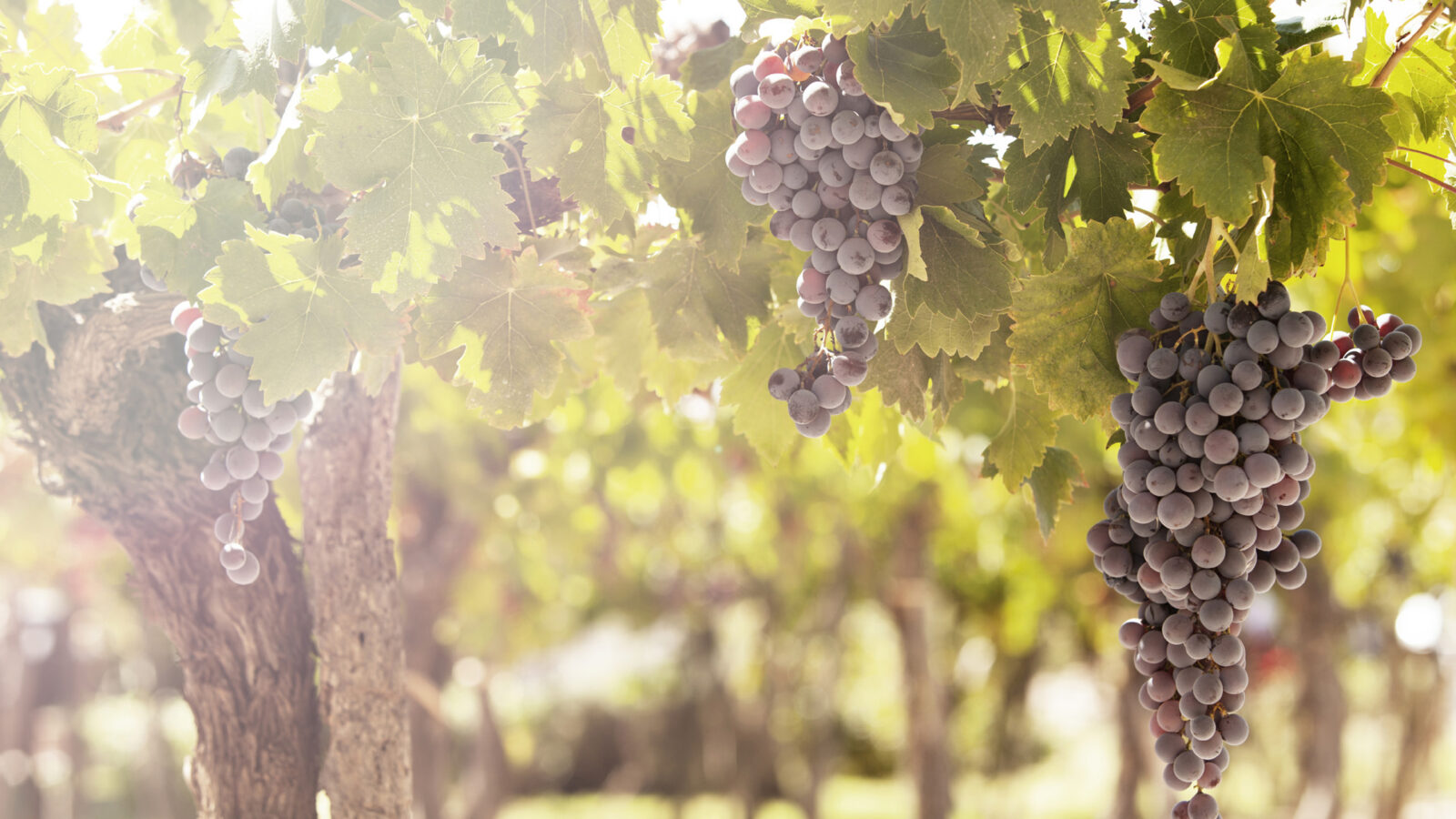 south-america-grapes