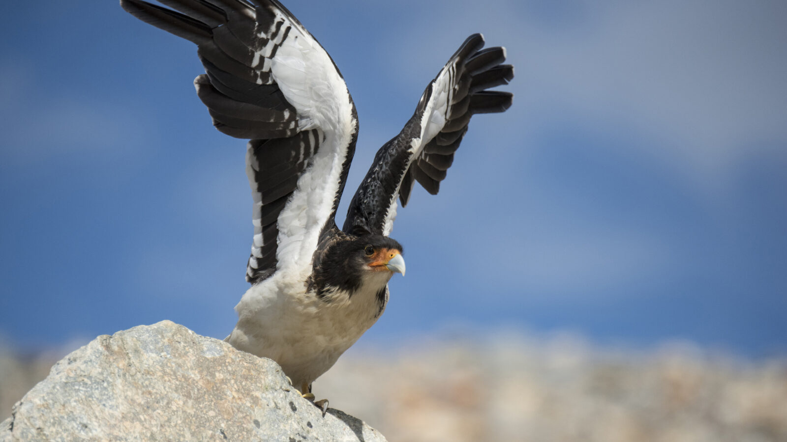 patagonia-bird