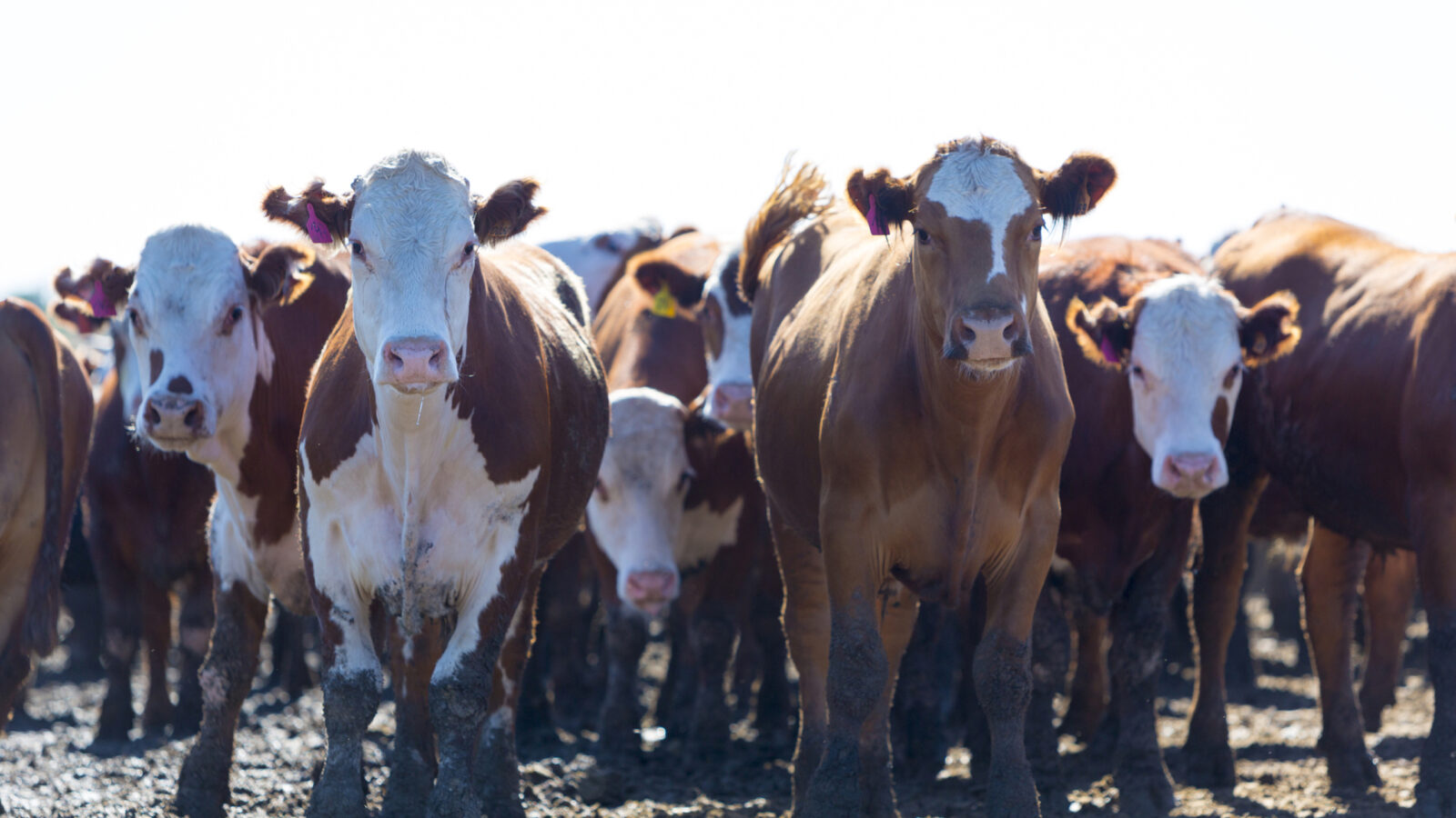 pampas-cattle