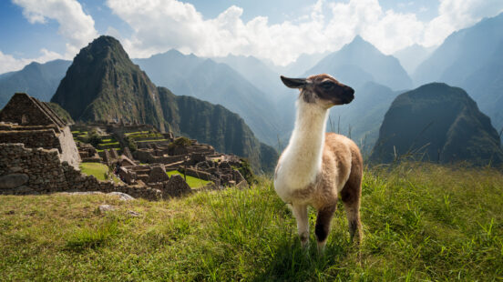 A llama standing on a grassy hill overlooking the stone ruins of Machu Picchu.