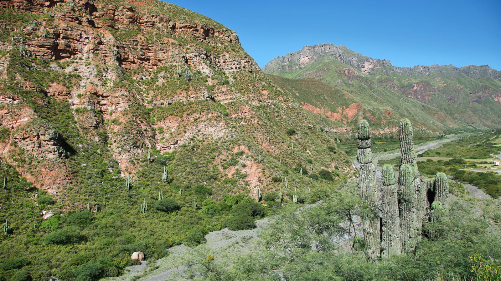 calchaqui-cactus-landscape