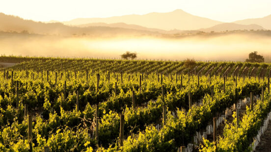 Vineyards in the Maipo Valley bathed in golden light.