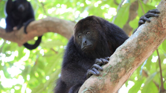 Close-up of a black howler monkey looking forward while perched on a tree branch in a forest.