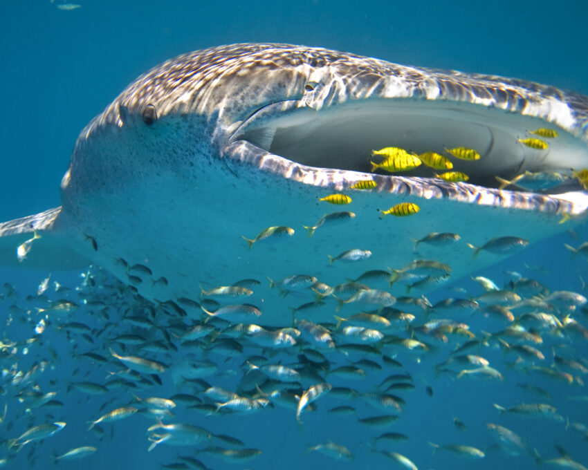 Swimming with whale sharks