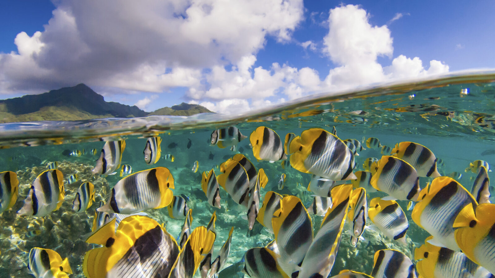 School of yellow and white butterflyfish at a coral reef during luxury French Polynesia holidays.