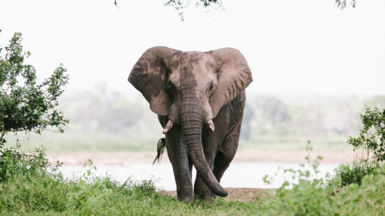elephant-chilo-gorge-gonarezhou-zimbabwe