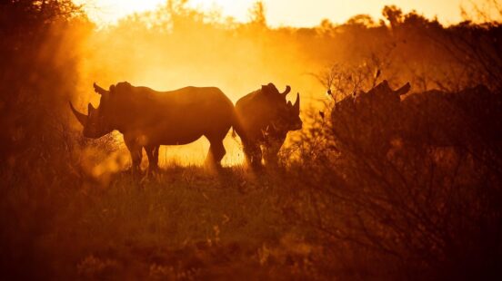 Rhinos-Malilangwe-Wildlife-Reserve-Zimbabwe