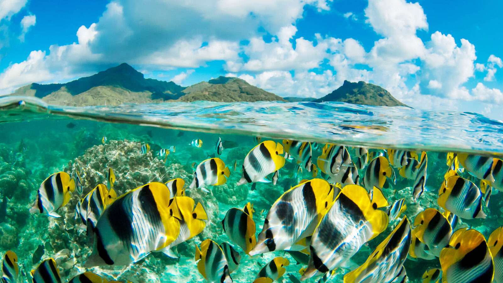 Clear crystal waters of French Polynesia full of colored fishes
