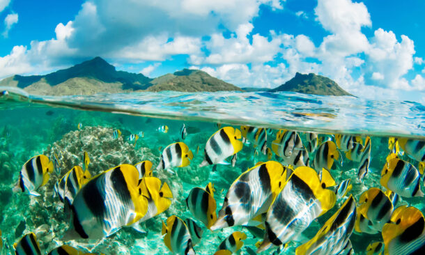 Clear crystal waters of French Polynesia full of colored fishes