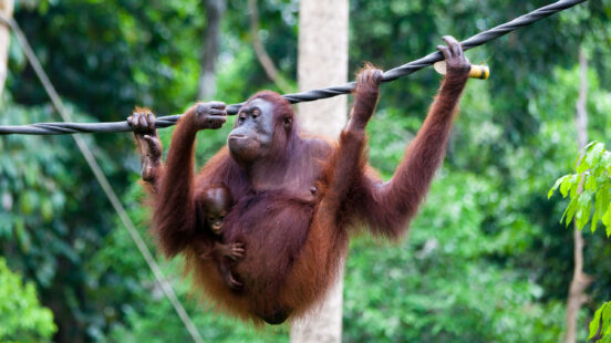 A mother orangutan with a small baby clinging to her chest traverses a thick rope against a lush green forest background.
