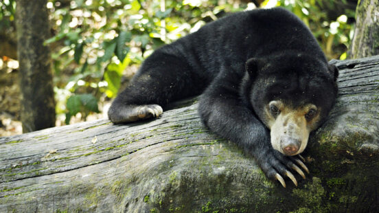 bornean-sun-bear-conservation-centre