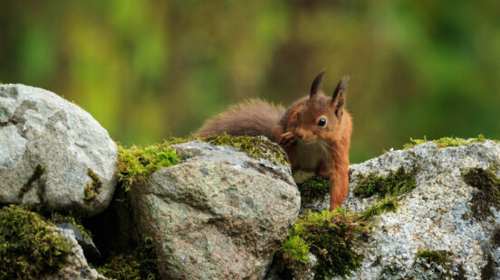 A small red squirrel perched on a moss-covered stone wall, looking toward the camera.