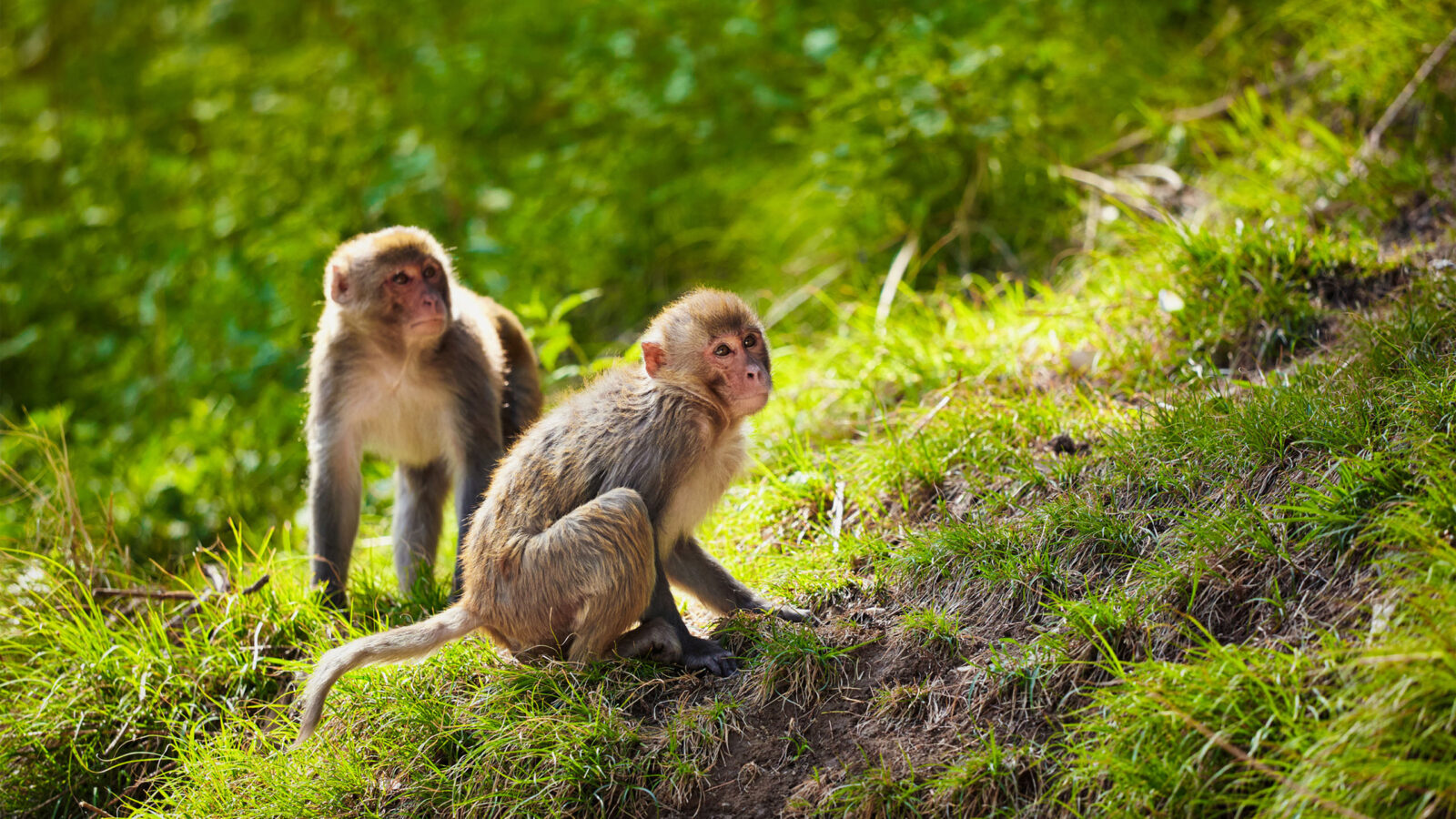 Rhesus macaques in India
