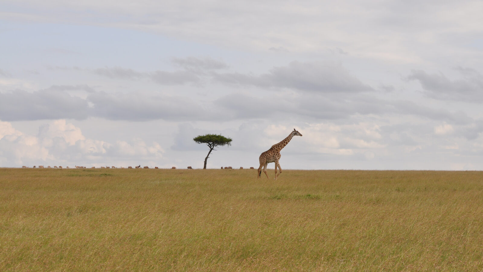 A giraffe walking across a flat horizon with a single tree during a luxury Maasai Mara safari.