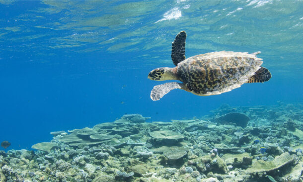 Park Hyatt Maldives Hadahaa turtle