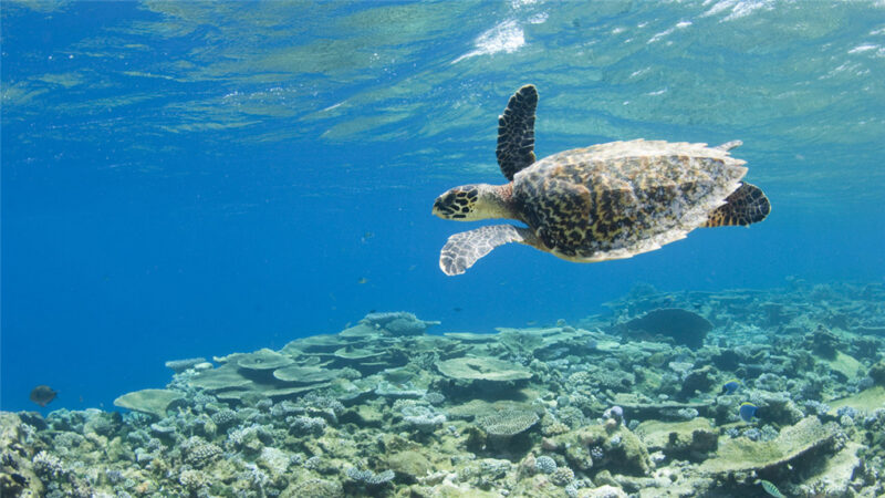 Park Hyatt Maldives Hadahaa turtle