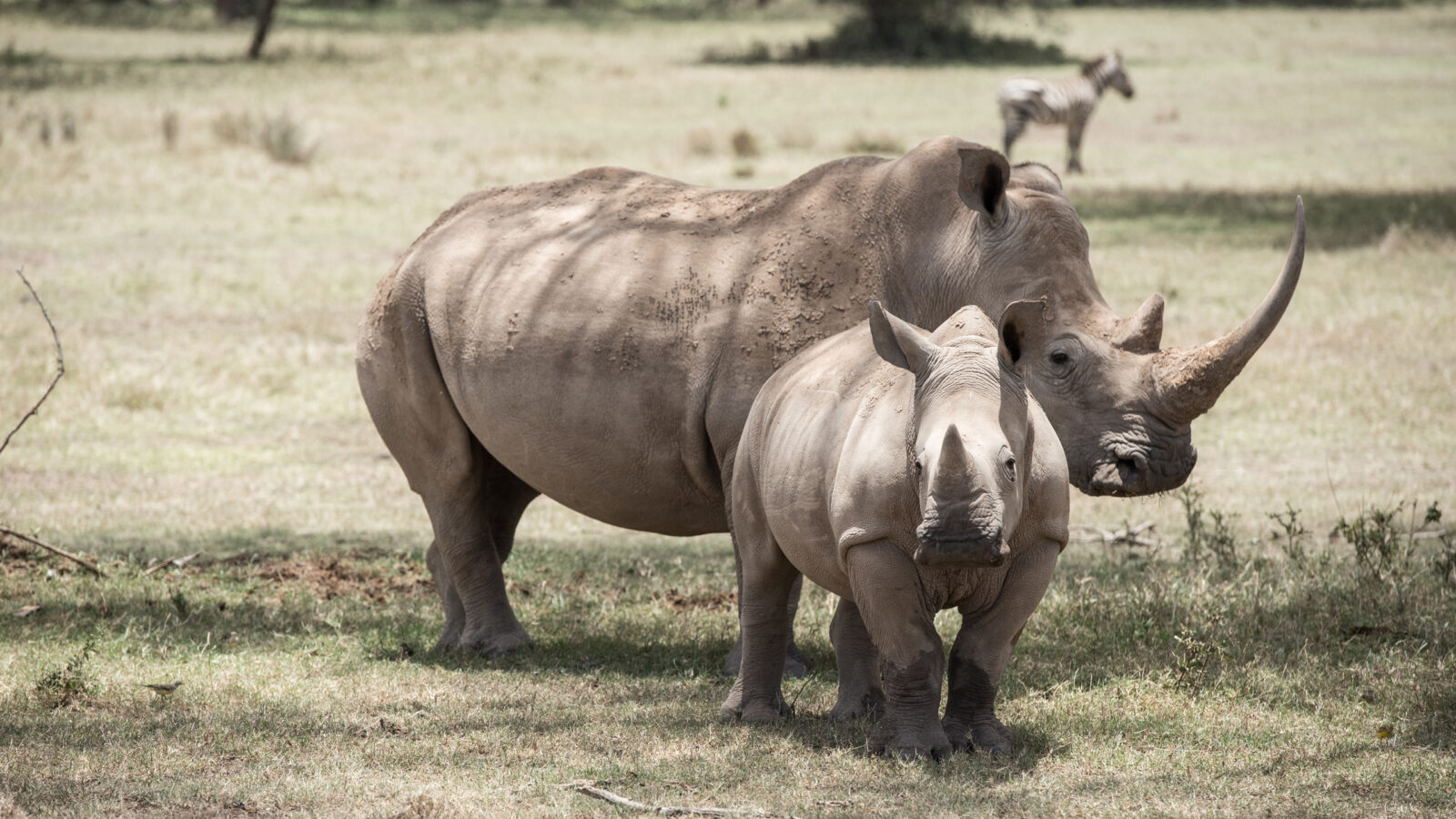 rhinos-solio