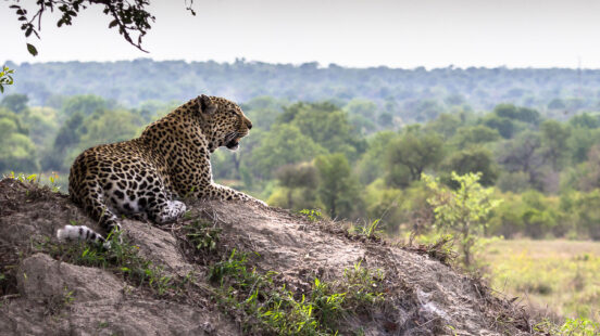Leopard in Sabi Sabi