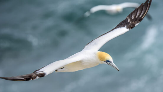 new-zealand-gannets