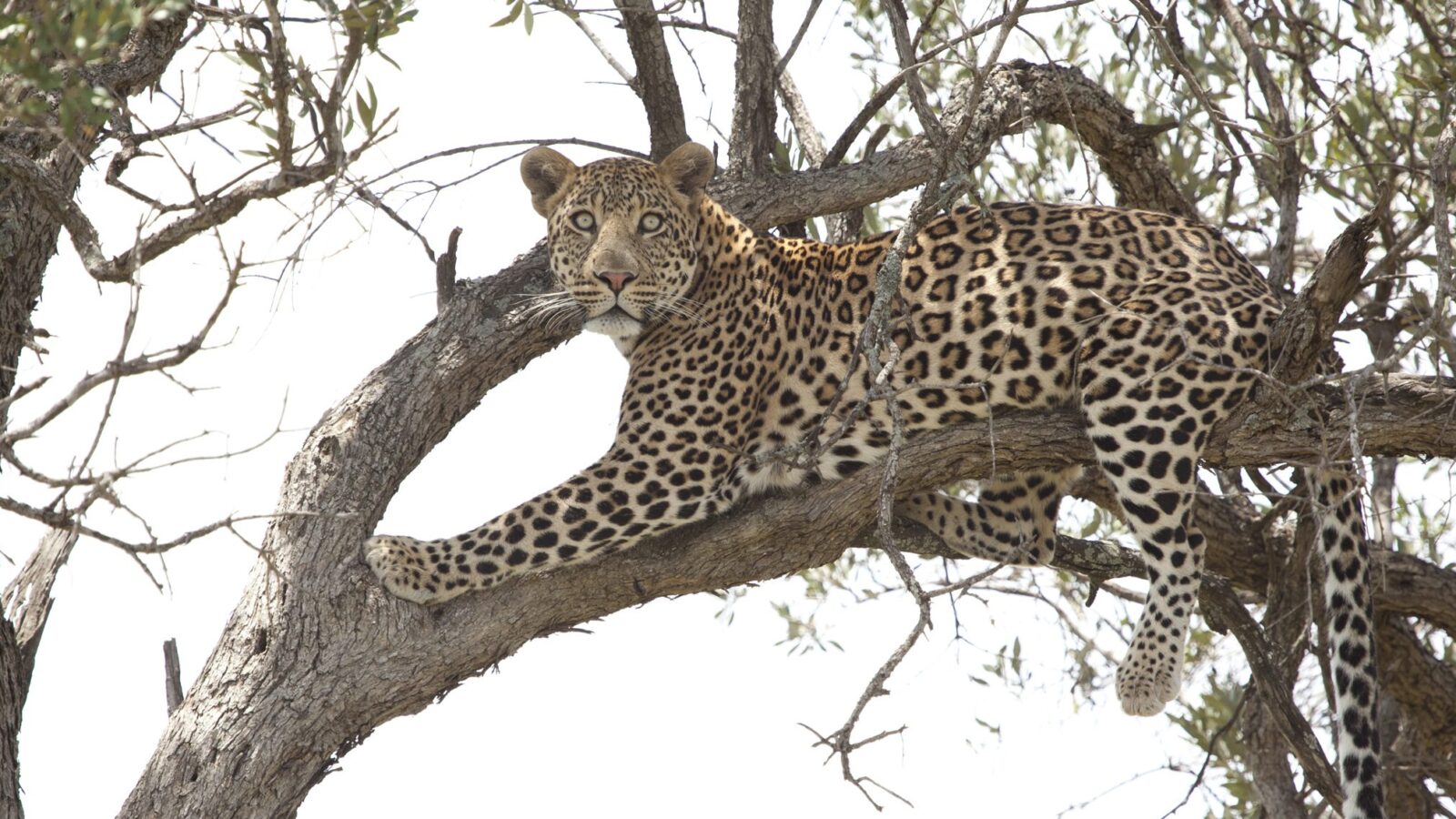 Close-up of a spotted leopard resting in the branches of a tree on luxury Maasai Mara holidays.