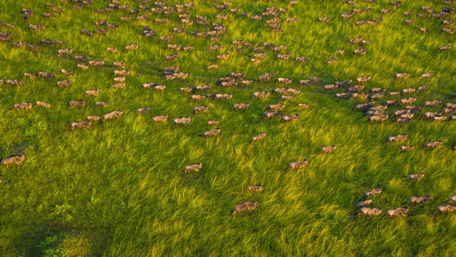 A massive herd of wildebeest walking through tall dry grass on luxury Maasai Mara holidays.