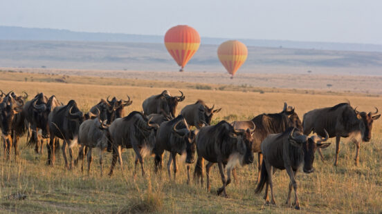 Hot air balloons over a herd of wildebeest in the Maasai Mara, Kenya