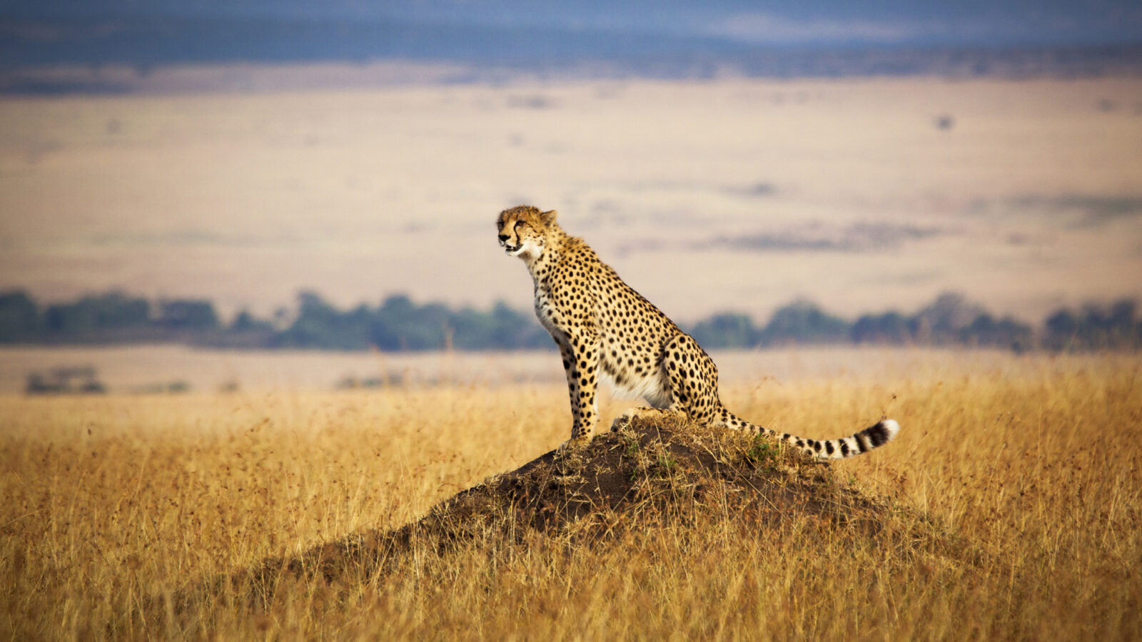 A cheetah perched on a dirt mound looking across the golden plains on luxury Maasai Mara trips.
