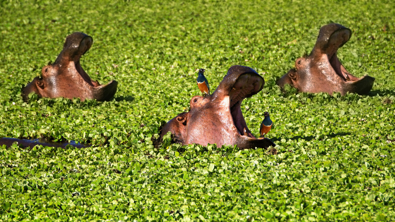 Hippos with open mouths in a green marsh with small birds during a luxury Maasai Mara safari.