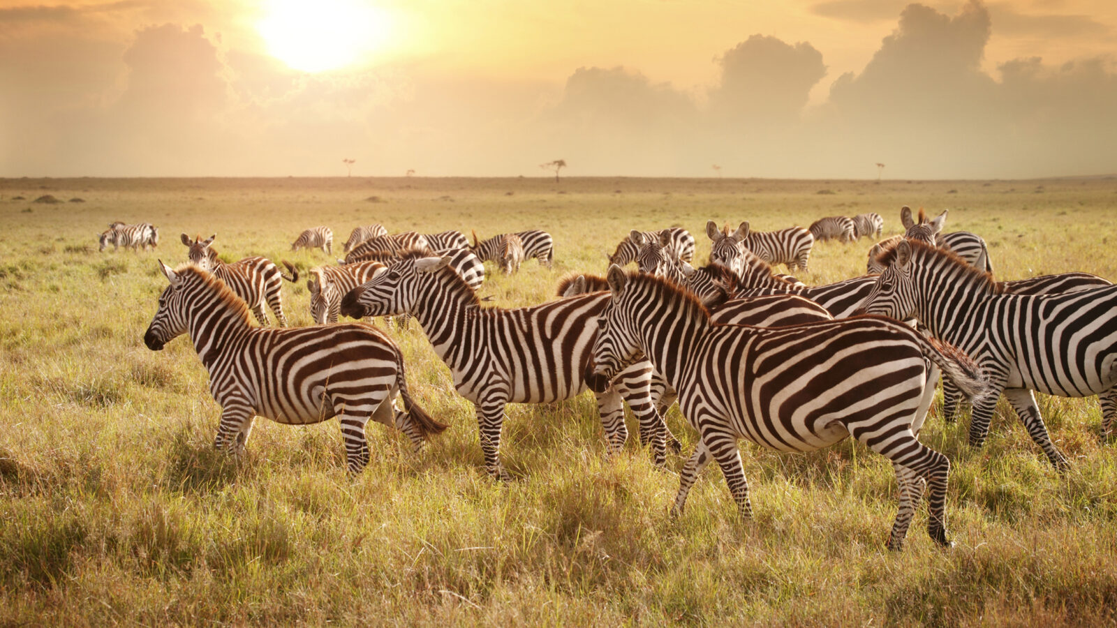 Herd of zebras standing in a golden field at sunset during luxury Maasai Mara vacations.