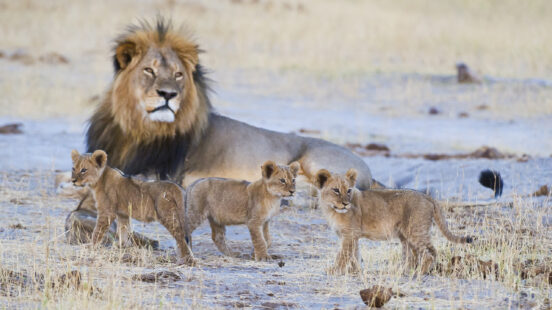 davisons-hwange-lions
