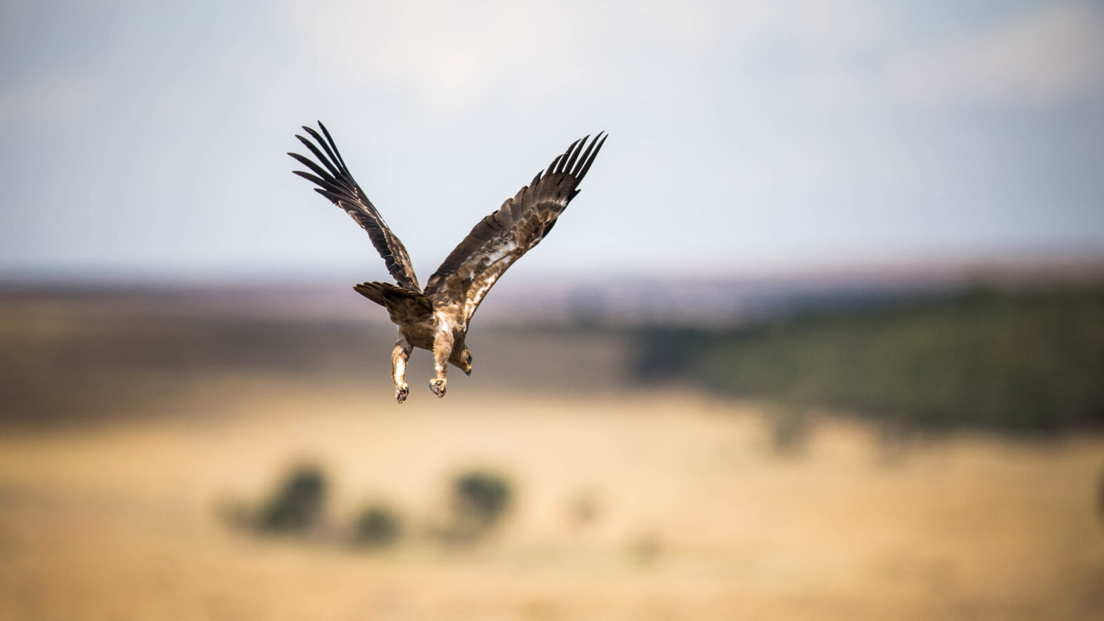 mara-conservancy-bird