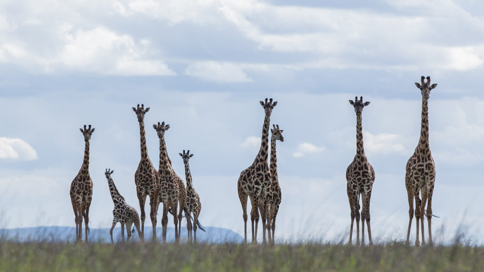 ol-donyo-lodge-giraffe