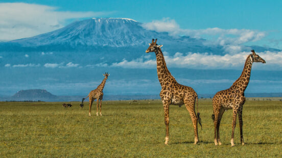 ol-donyo-lodge-giraffe-and-kilimanjaro