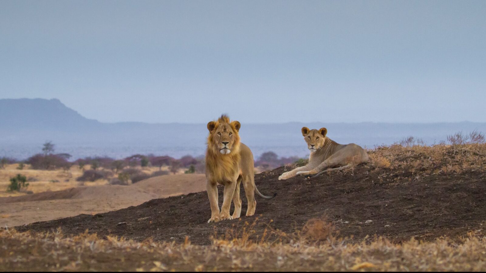 ol-donyo-lodge-lions