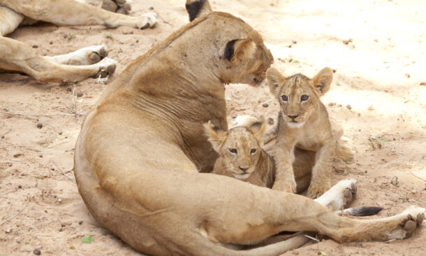 A lioness lying on the sand with two small lion cubs looking toward the camera.