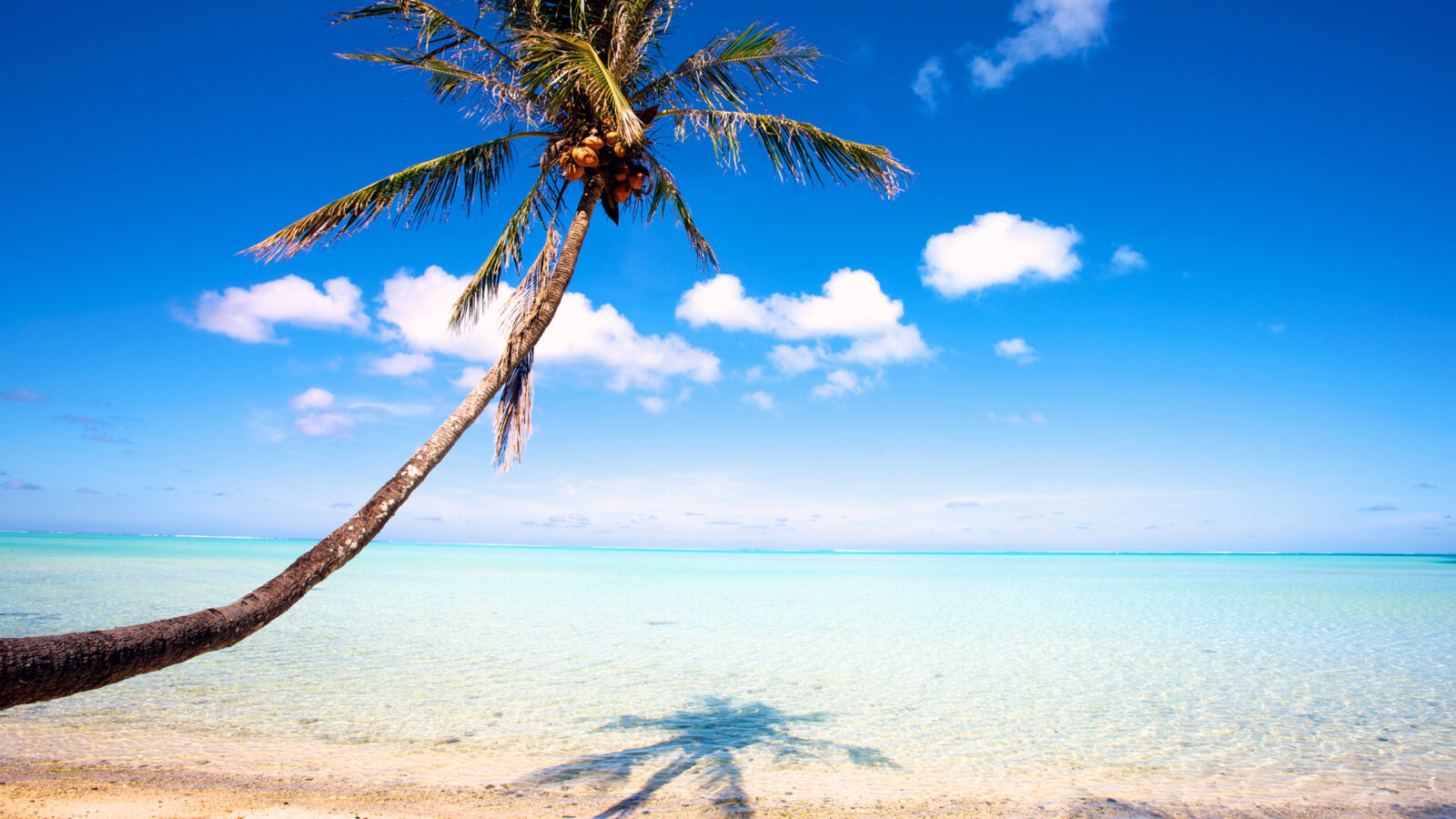 Leaning palm tree on a white sand beach with turquoise water during luxury French Polynesia tours.