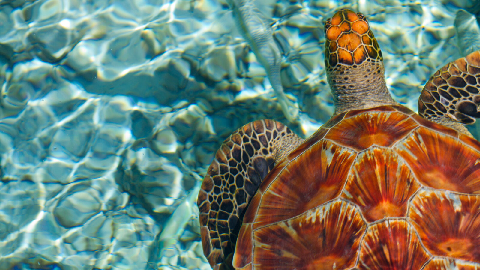 Overhead view of a sea turtle swimming in clear blue water during luxury French Polynesia trips.