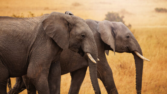 amboseli-elephants-kenya