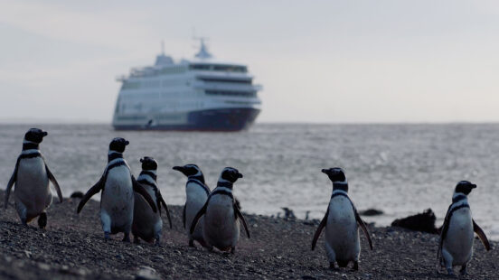 stella-australis-cape-horn-penguins