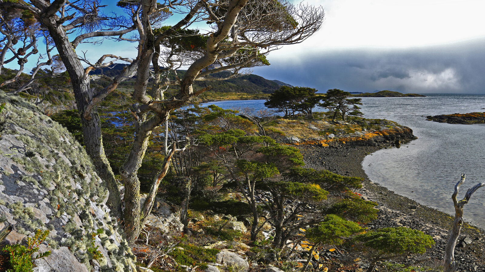 Forested coastline in Tierra del Fuego