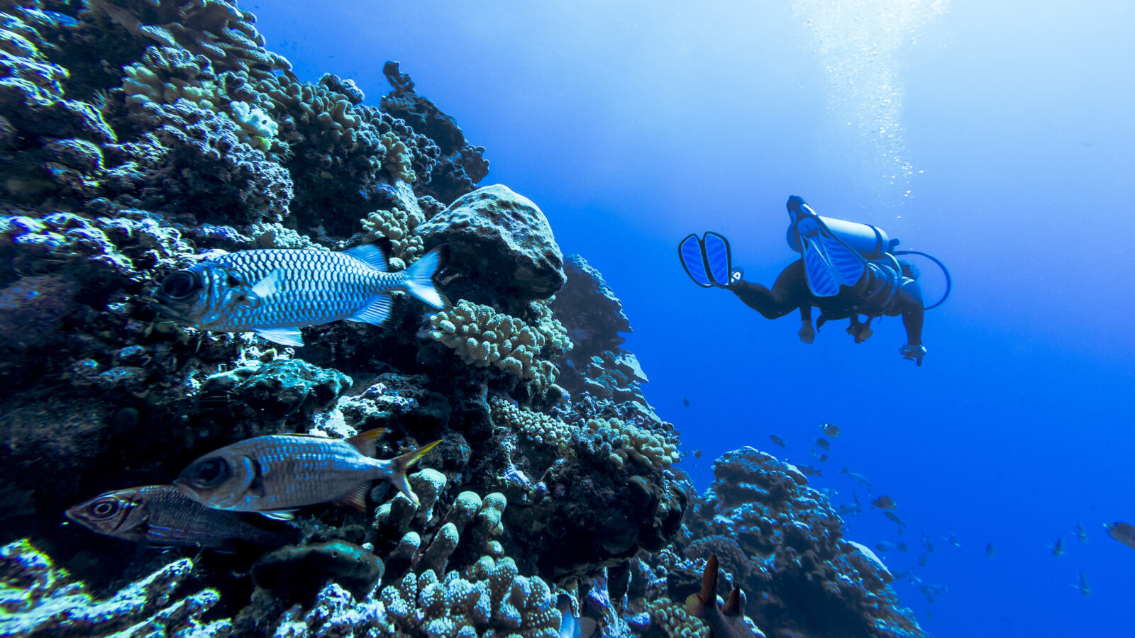 Scuba diver exploring a coral reef with fish on luxury French Polynesia trips.
