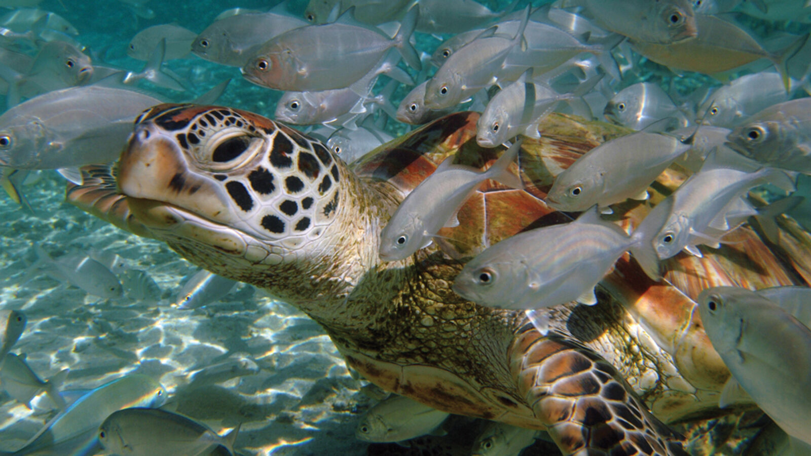 the-brando-turtle