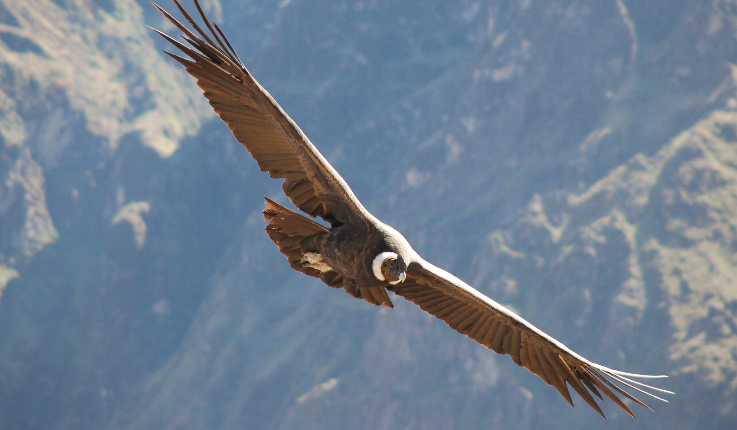 Colca Canyon