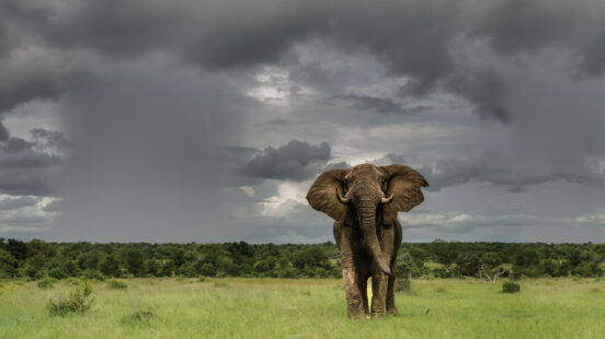 sabi-sabi-elephant